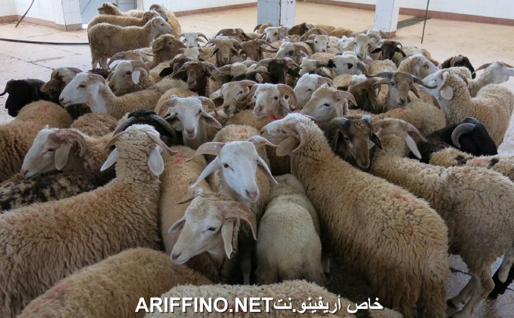 nador2618