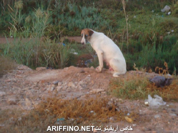 nador3202