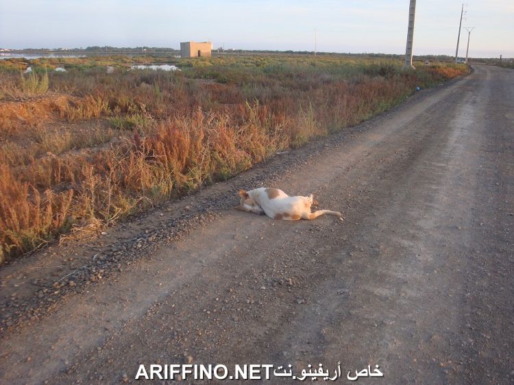 nador3207