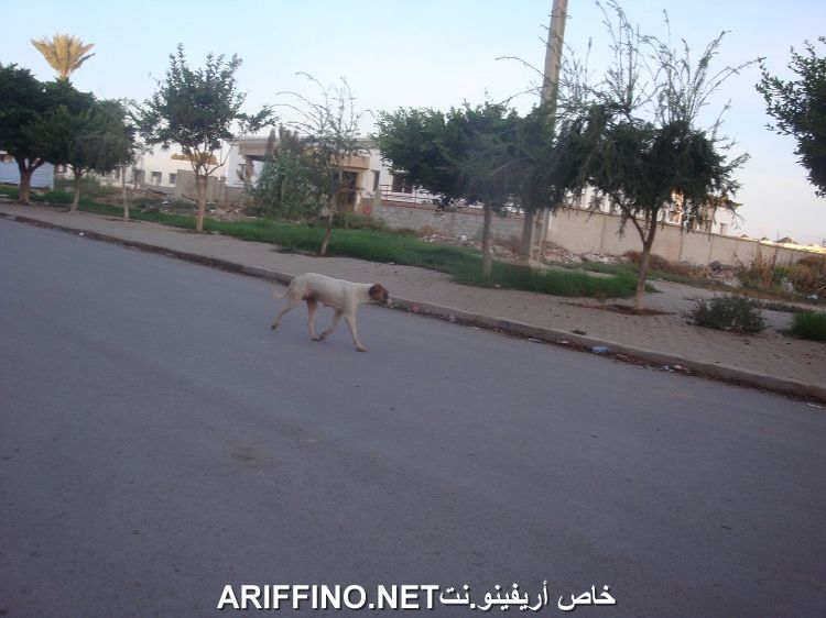 nador3211