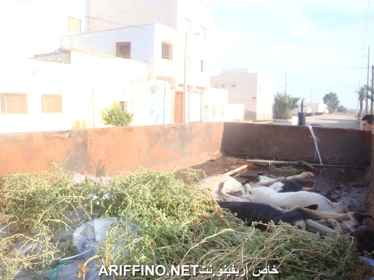 nador3214