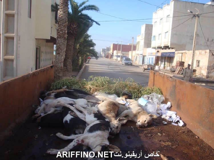 nador3215