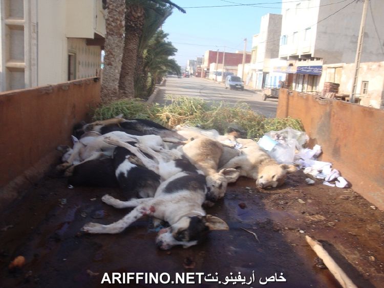 nador3216