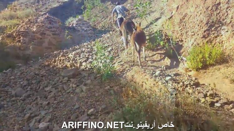 nador3234