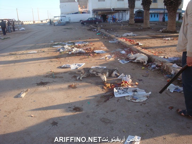 nador556