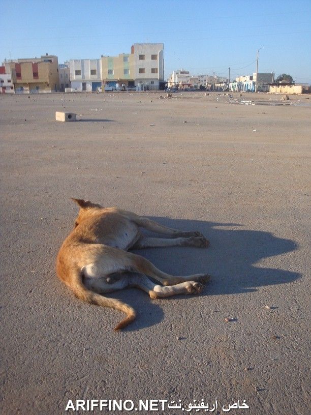 nador560