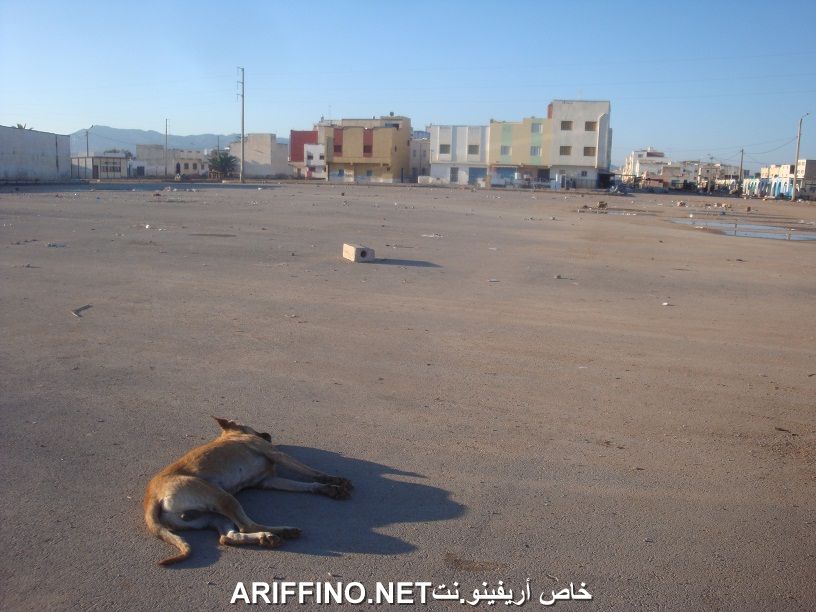 nador561