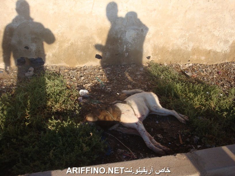 nador562
