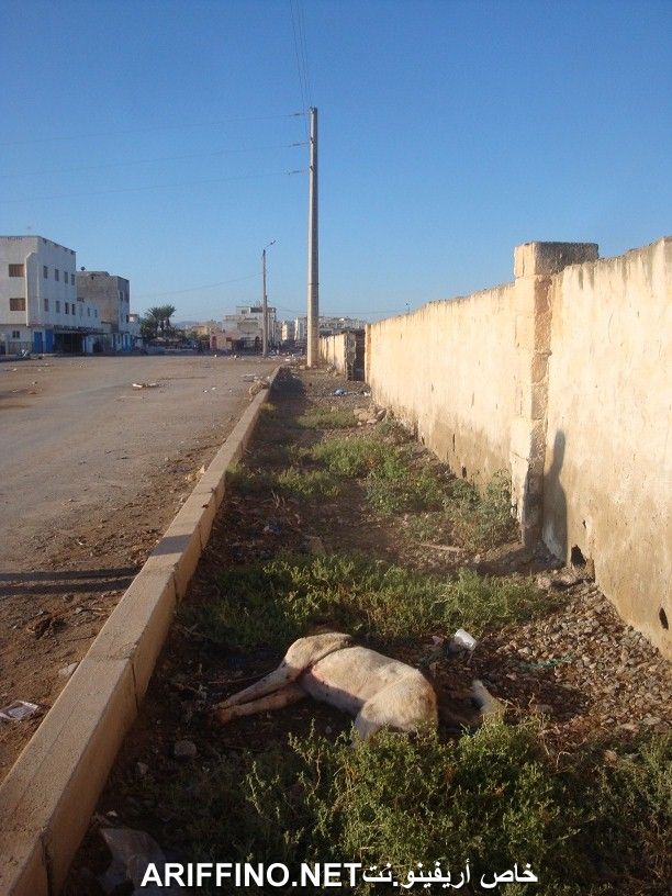 nador563