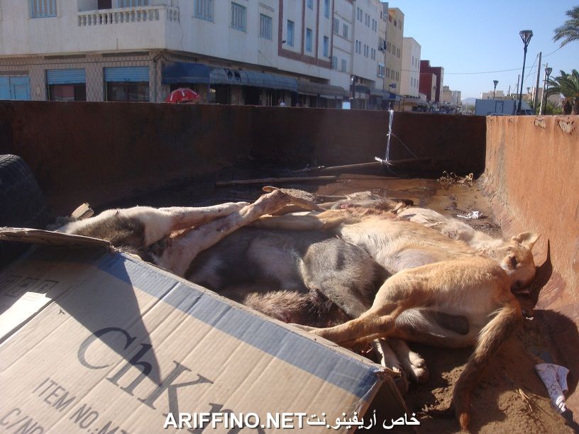nador564