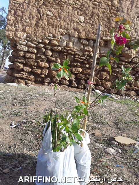 nador1117