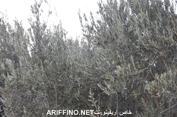 nador2175