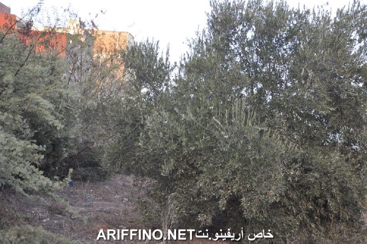 nador2177