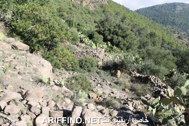 nador2208