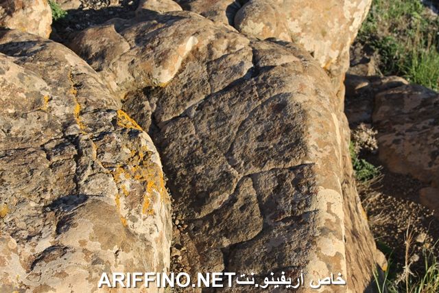nador2260