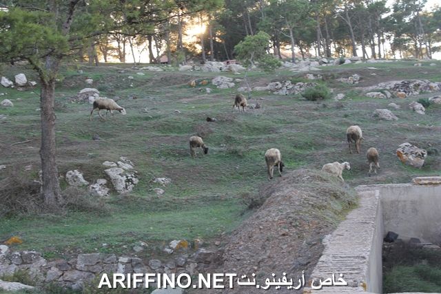 nador2266