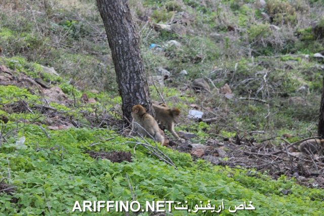 nador2267