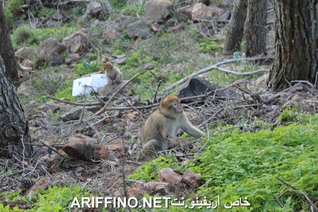 nador2268