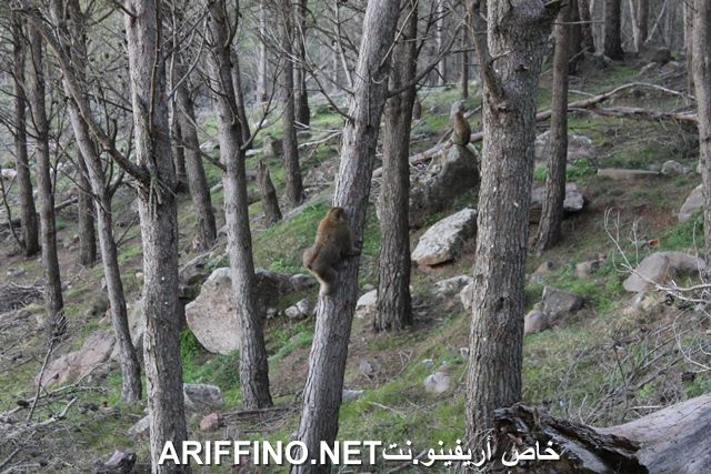 nador2269