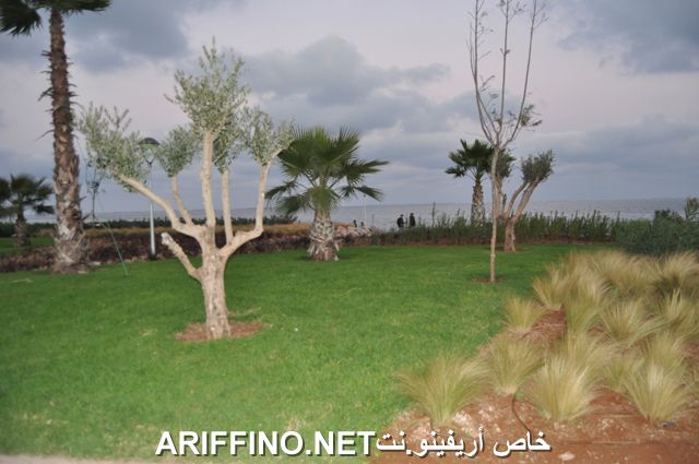 nador3994