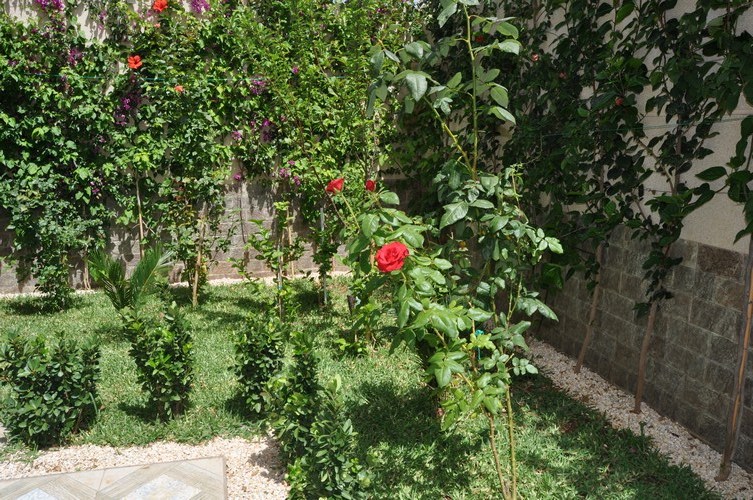 DSC_0028 (نسخ)