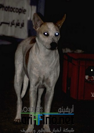 _DSC0134 (نسخ) (Copier)