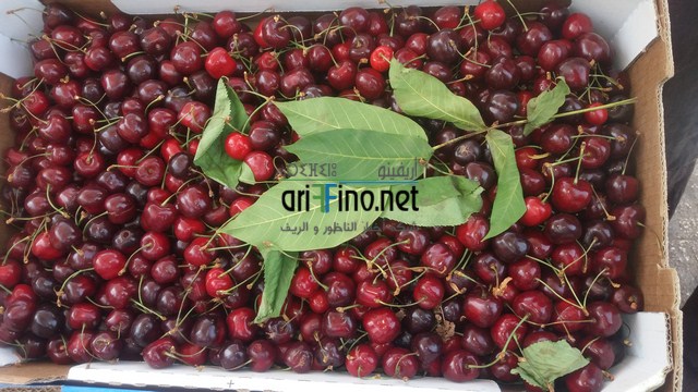 20160612_151548 (نسخ)