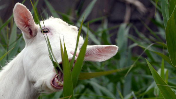 A goat eats weeds at the Urban Renaissance Agency condominium complex in Machida in western Tokyo on November 14, 2013. A Japanese condominium complex has decided to ditch noisy lawnmowers and their paid pushers for a more natural option: goats. AFP PHOTO / TOSHIFUMI KITAMURA
