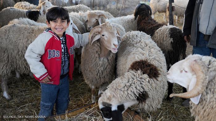 A Tunisian child strokes sheeps at a Mellacine animals market on November 12, 2010 in preparation for the Muslim holiday of Eid al-Adha, or the Feast of Sacrifice, which marks the end of the annual Hajj pilgrimage to Mecca and is celebrated in remembrance of Abraham's (or Ibrahim's) readiness to sacrifice his son to God. AFP PHOTO / FETHI BELAID (Photo credit should read FETHI BELAID/AFP/Getty Images)