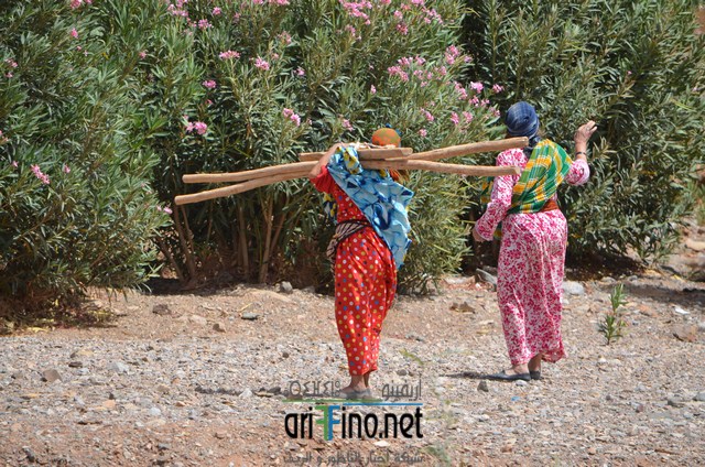 AAN_2015 (نسخ)