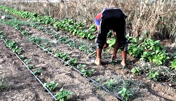 agriculteur